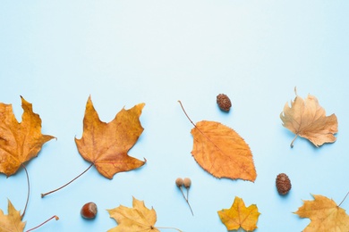 Flat lay composition with autumn leaves on blue background. Space for text