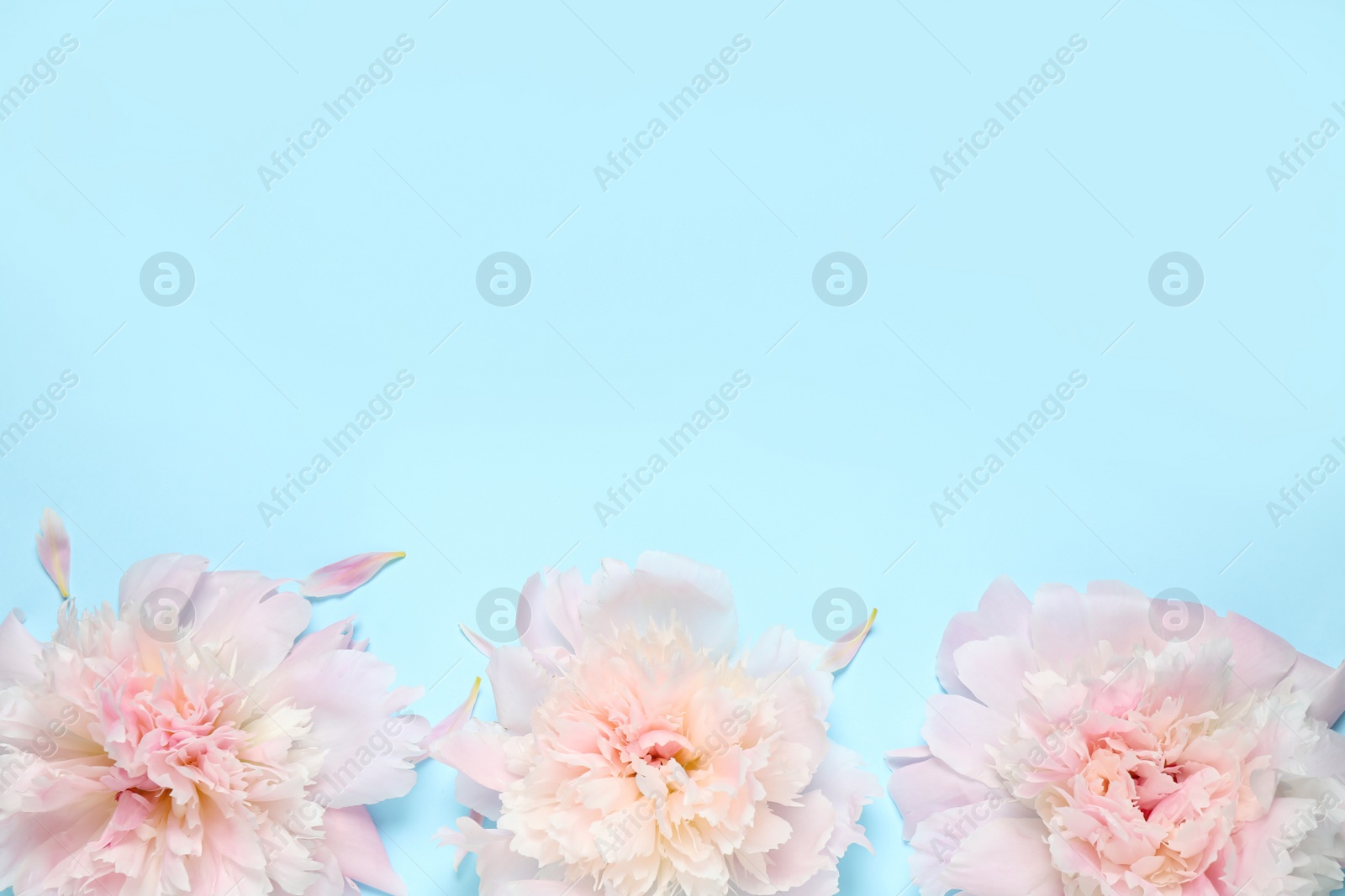 Photo of Beautiful pink peonies on light blue background, flat lay. Space for text