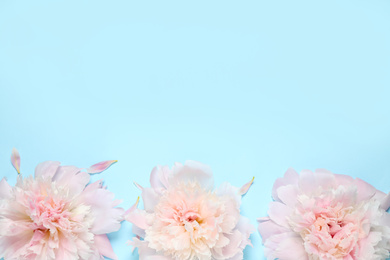 Photo of Beautiful pink peonies on light blue background, flat lay. Space for text