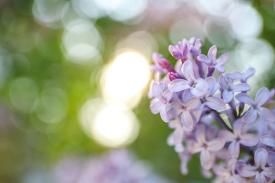 Photo of Closeup view of beautiful blossoming lilac shrub outdoors