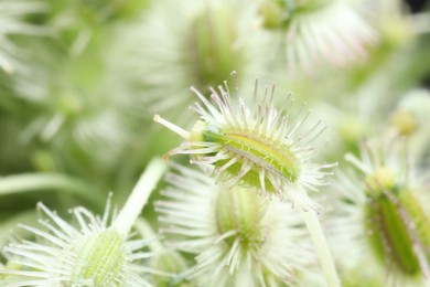 Macro photo of Astrodaucus plant on blurred background