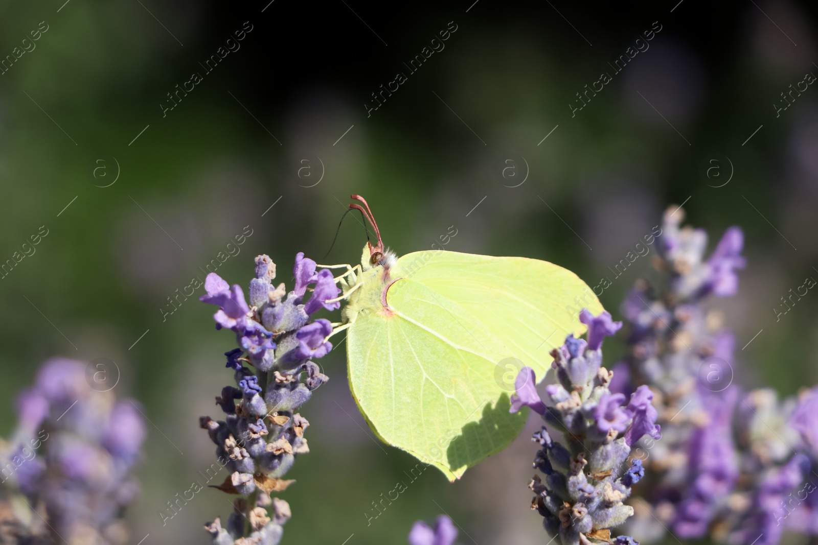 Photo of Beautiful butterfly in lavender field on sunny day, closeup