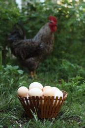 Photo of Fresh raw eggs in wooden bowl and peacock outdoors