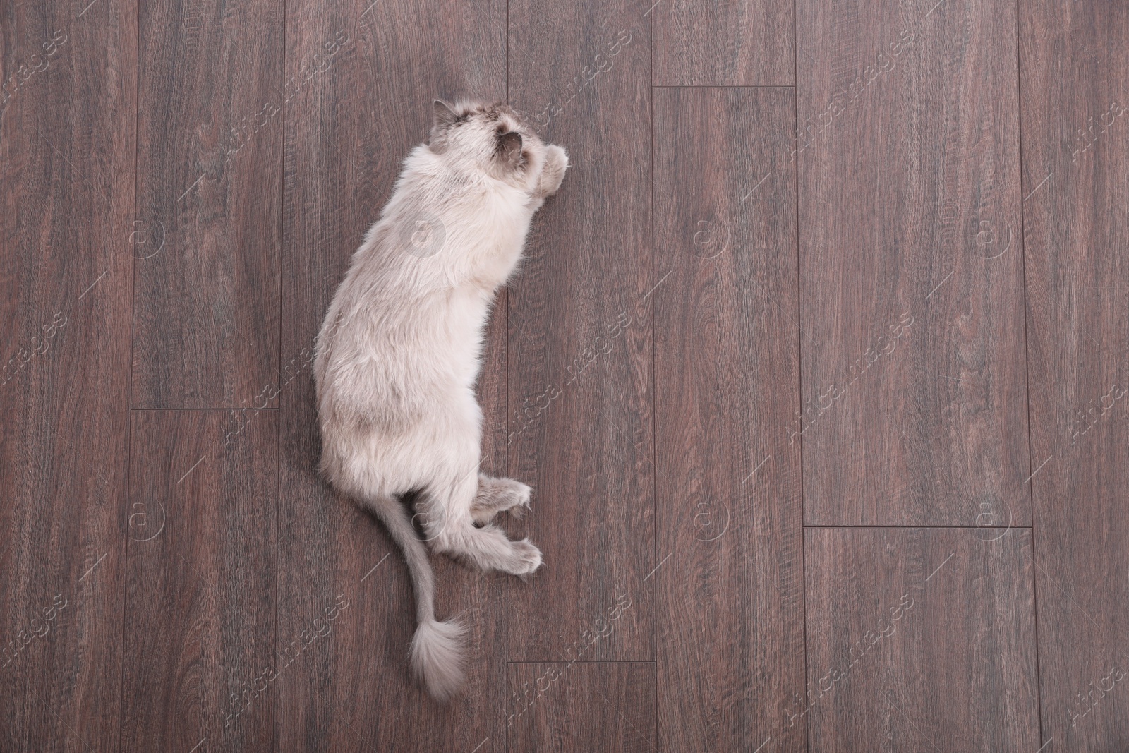 Photo of Beautiful fluffy cat lying on warm floor in room, top view with space for text. Heating system
