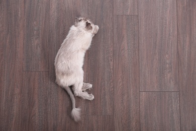 Beautiful fluffy cat lying on warm floor in room, top view with space for text. Heating system