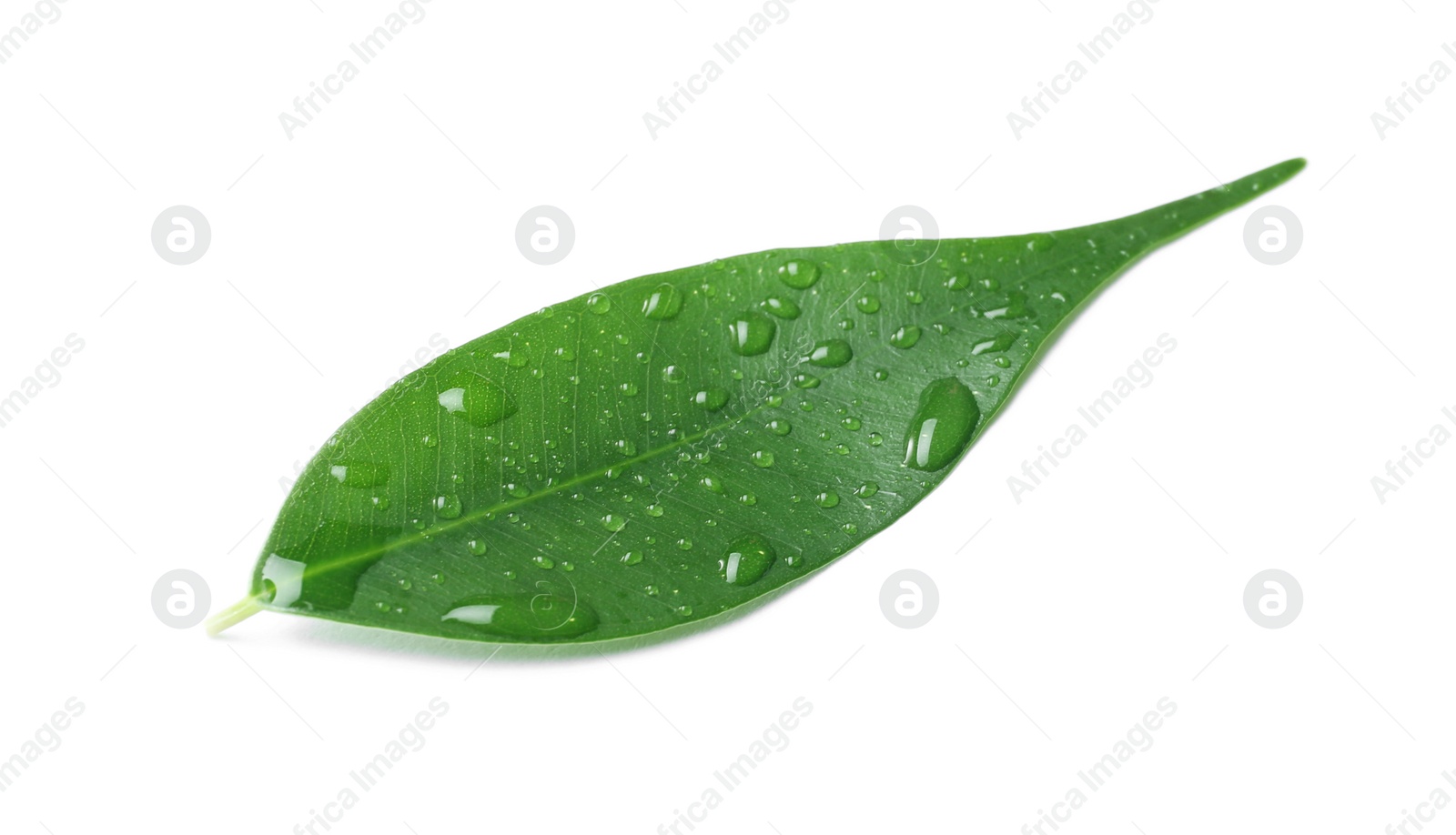 Photo of Green leaf with water drops isolated on white