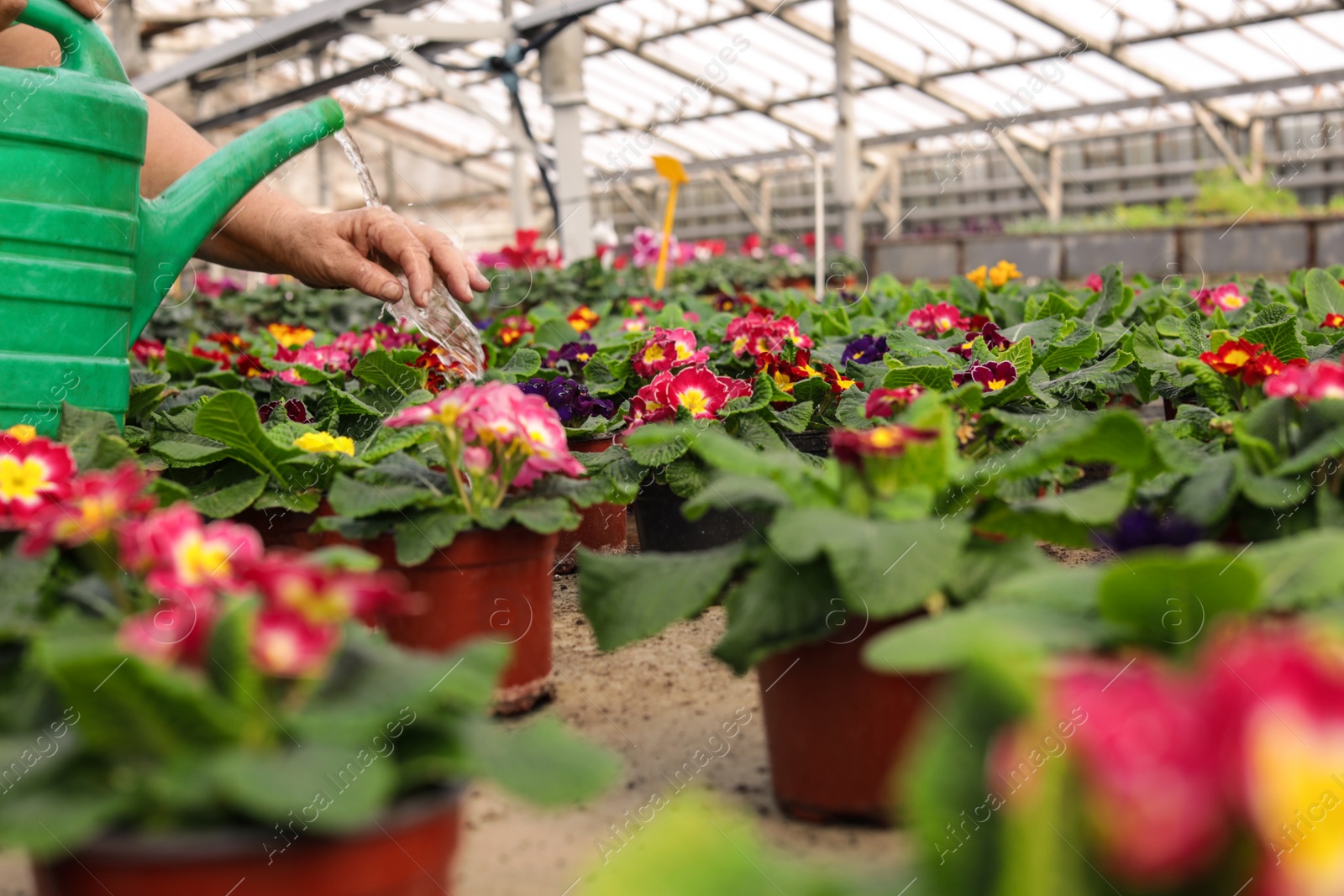 Photo of Woman watering blooming flowers in greenhouse. Home gardening