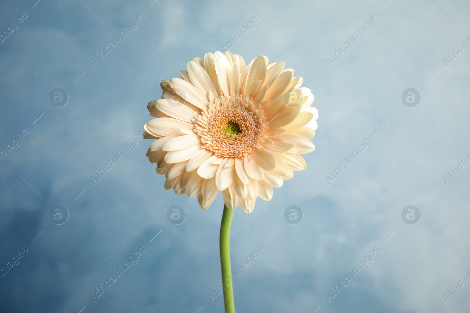 Photo of Beautiful bright gerbera flower on color background