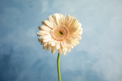 Beautiful bright gerbera flower on color background