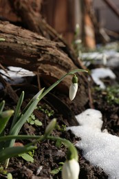 Beautiful blooming snowdrops growing outdoors. Spring flowers