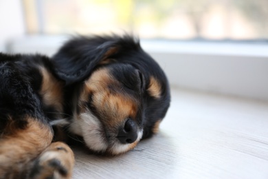 Photo of Cute English Cocker Spaniel puppy sleeping on floor indoors. Space for text