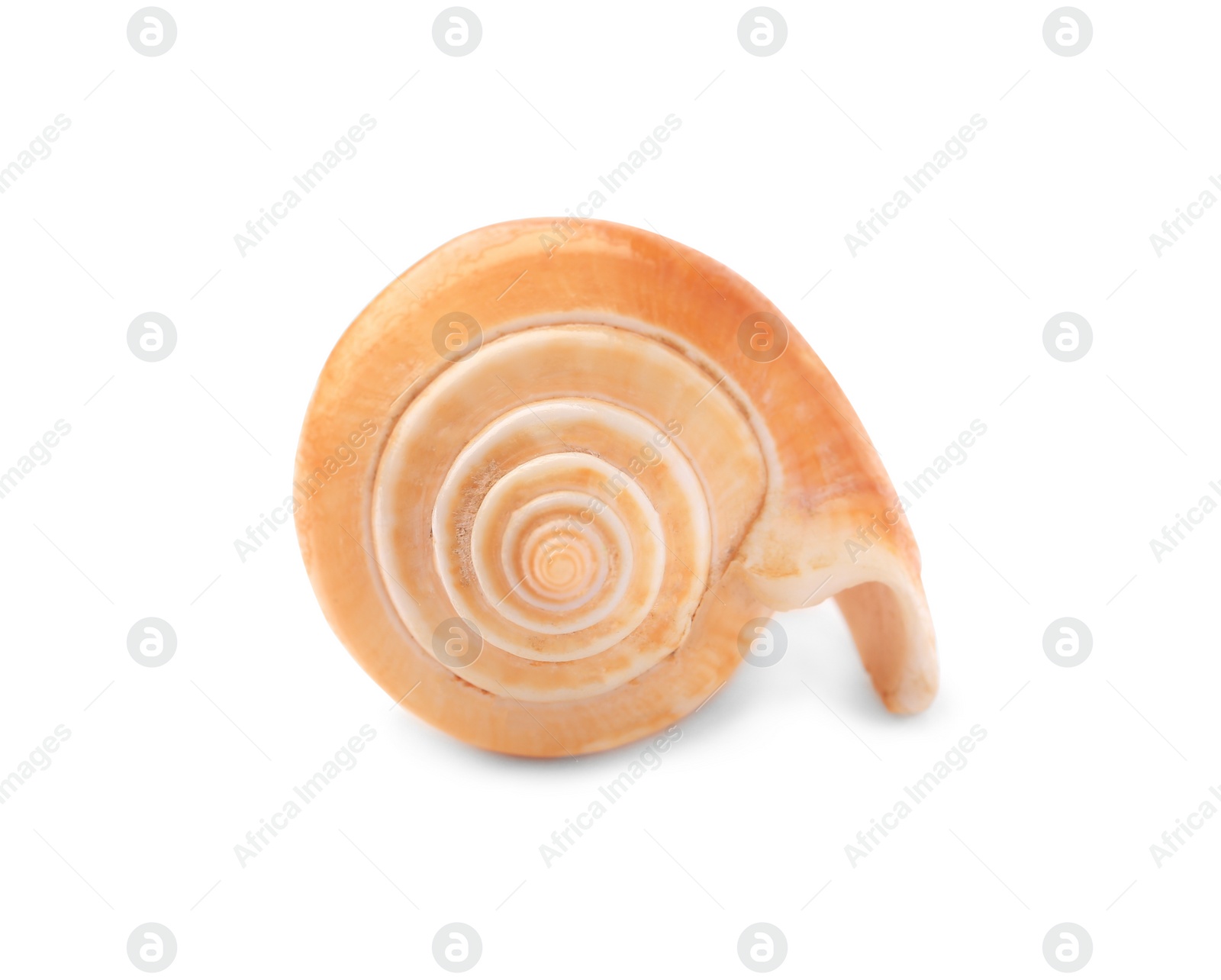 Photo of Beautiful seashell isolated on white. Beach object