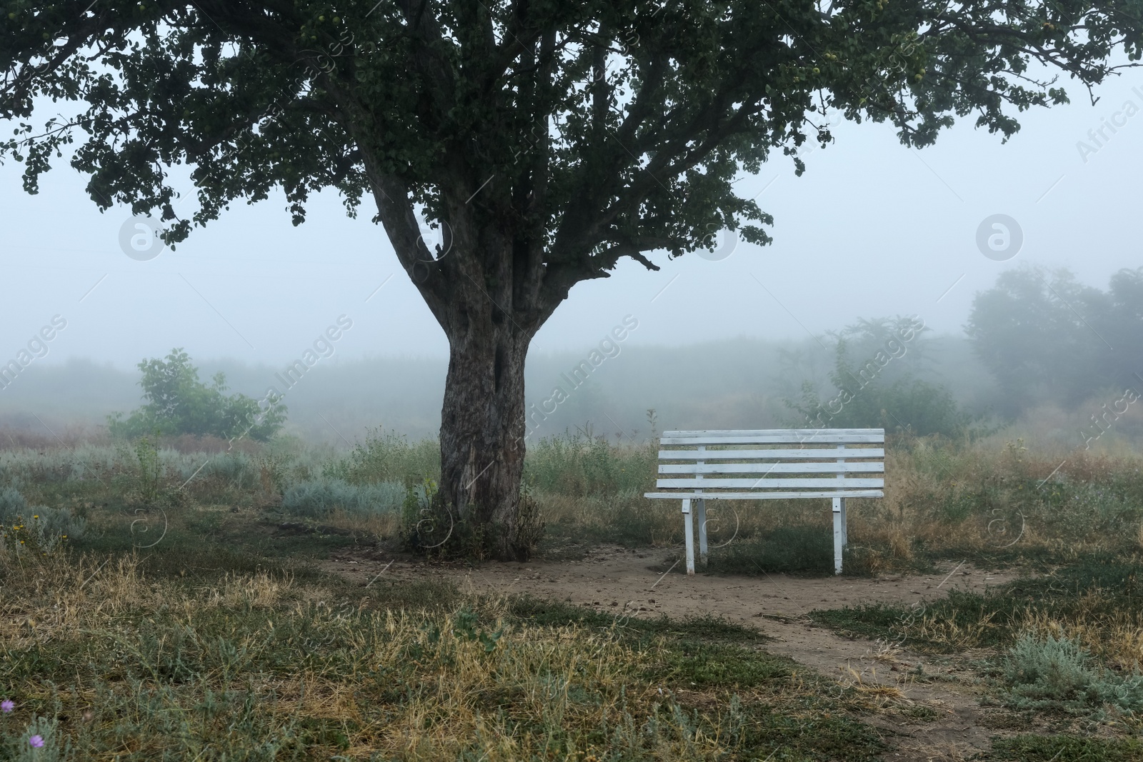 Photo of Empty wooden bench under tree in foggy field. Early morning landscape