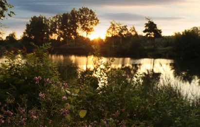 Beautiful blooming wildflowers near river in morning