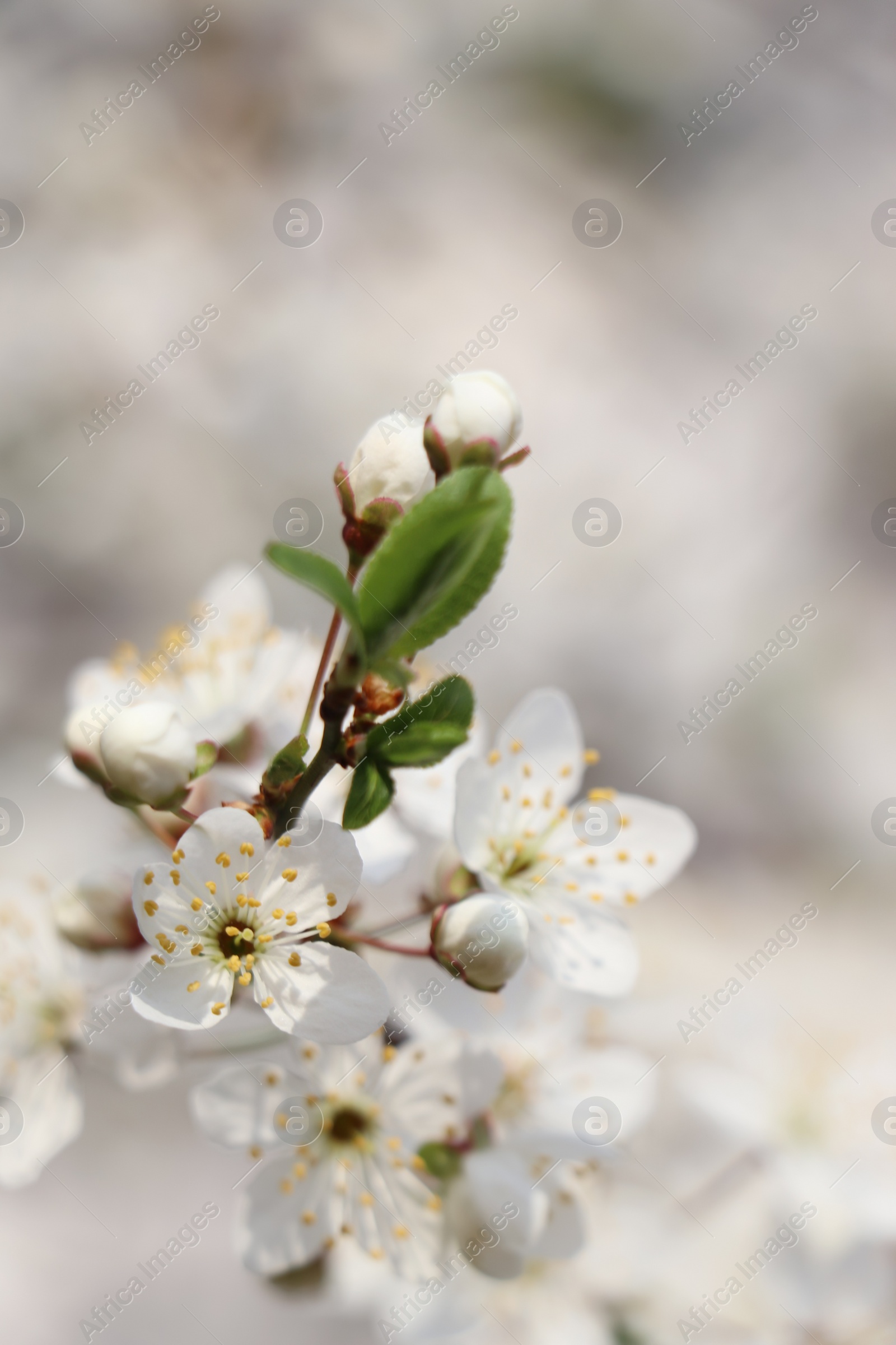 Photo of Cherry tree with white blossoms on blurred background, closeup. Spring season