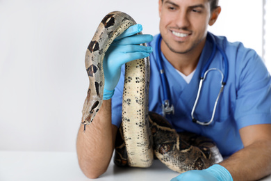 Photo of Male veterinarian examining boa constrictor in clinic, focus on hand