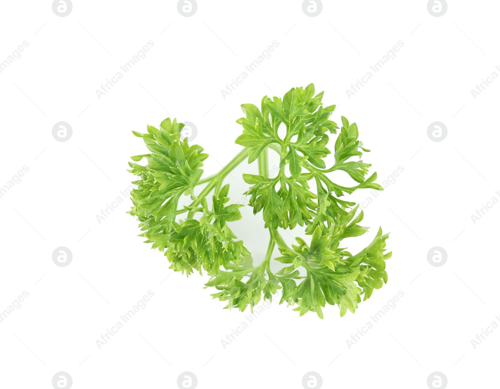 Photo of Fresh green organic parsley on white background