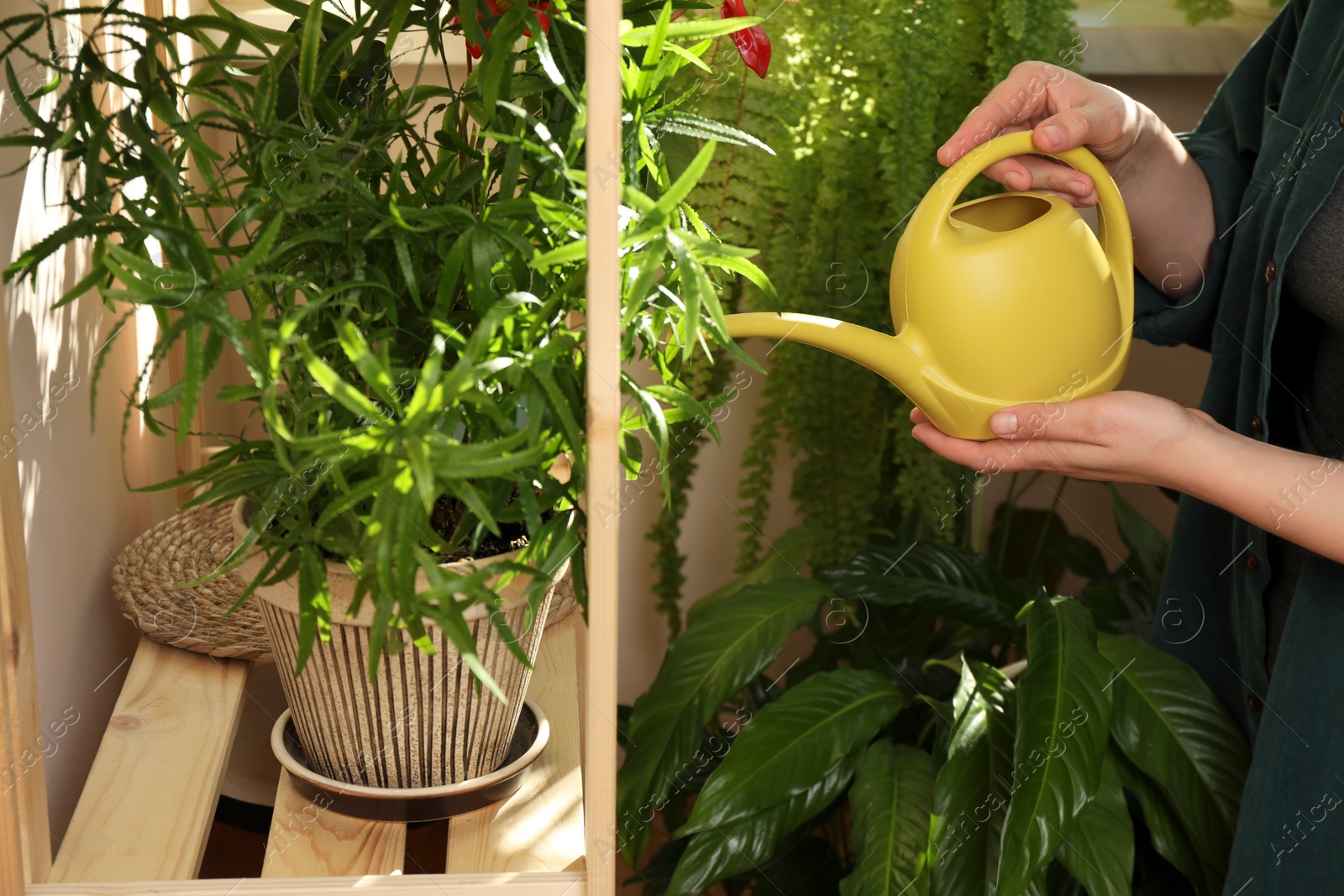 Photo of Woman watering beautiful house plants indoors, closeup