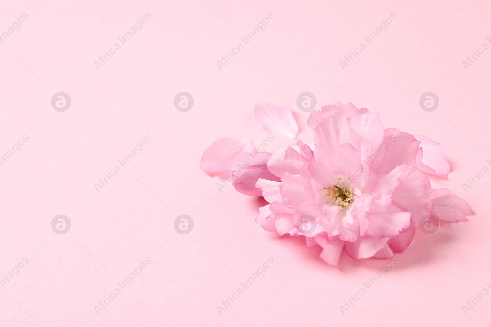 Photo of Beautiful sakura tree blossoms on pink background. Space for text