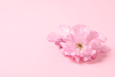 Photo of Beautiful sakura tree blossoms on pink background. Space for text