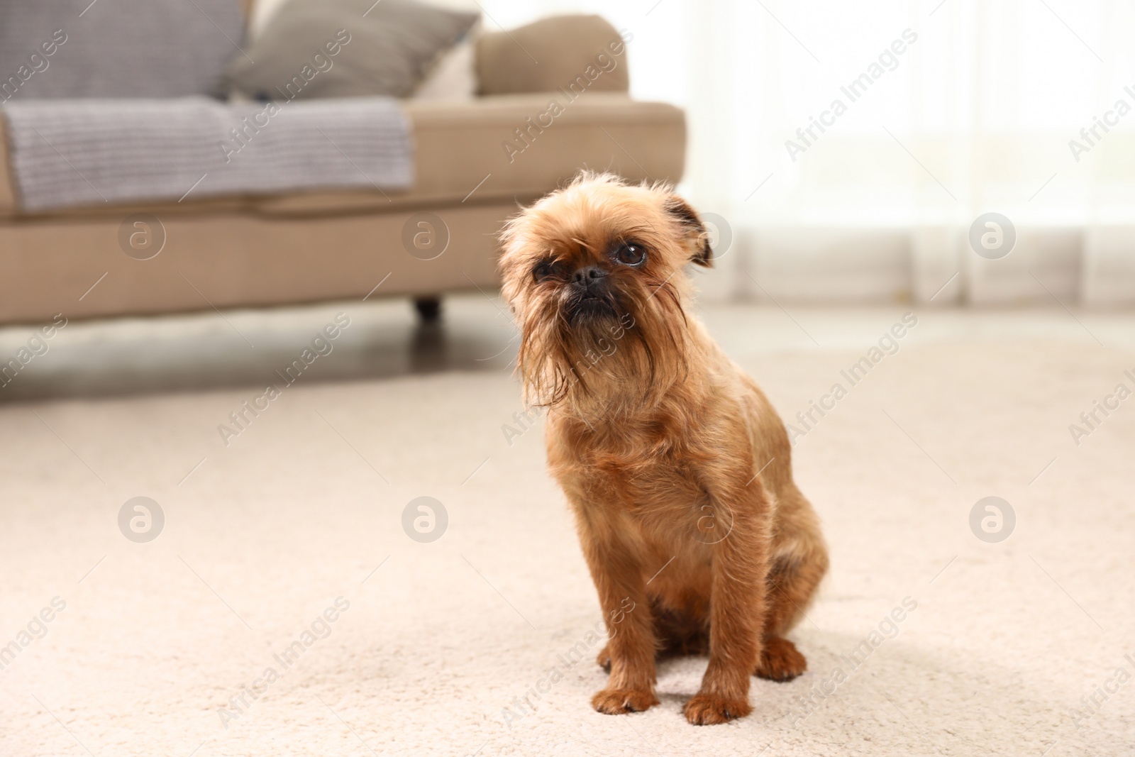 Photo of Portrait of funny Brussels Griffon dog on carpet at home. Space for text