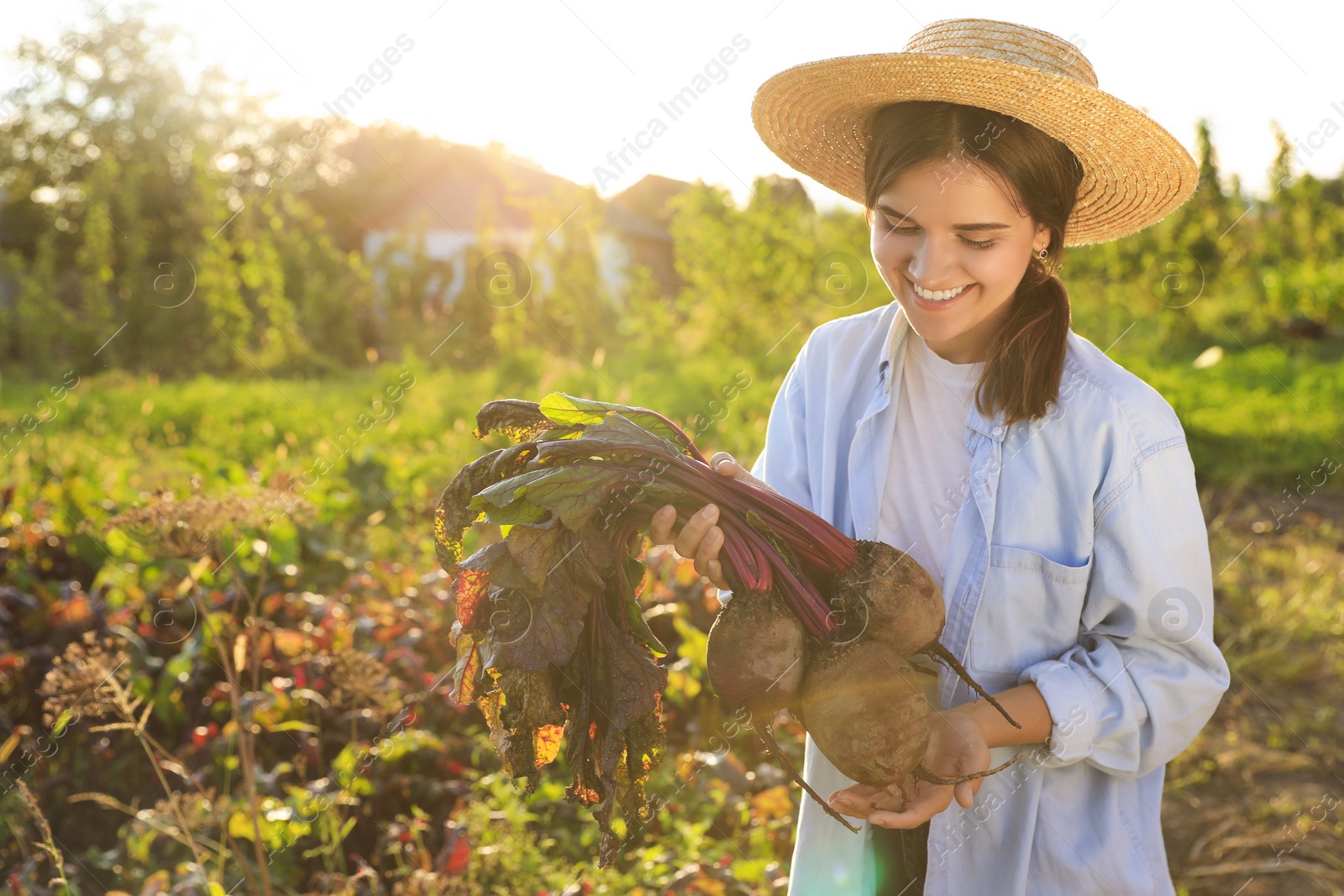 Photo of Woman harvesting fresh ripe beets on farm