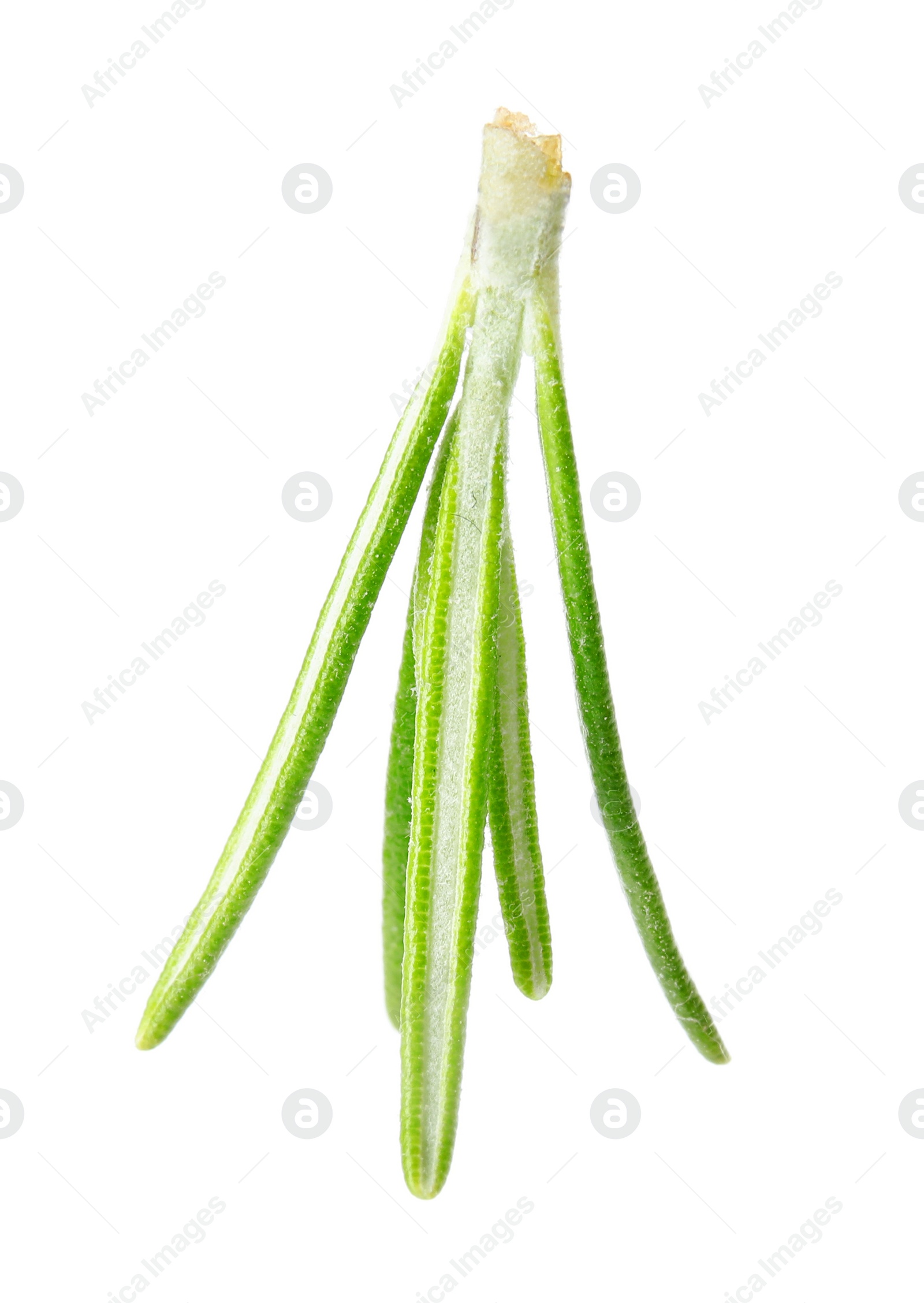 Photo of Fresh green rosemary leaves on white background