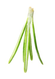 Fresh green rosemary leaves on white background