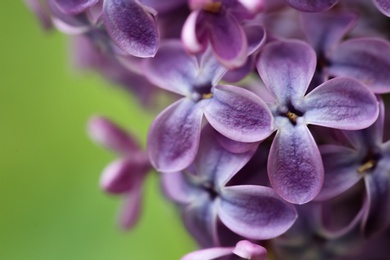 Beautiful blossoming lilac flowers on color background, closeup. Space for text