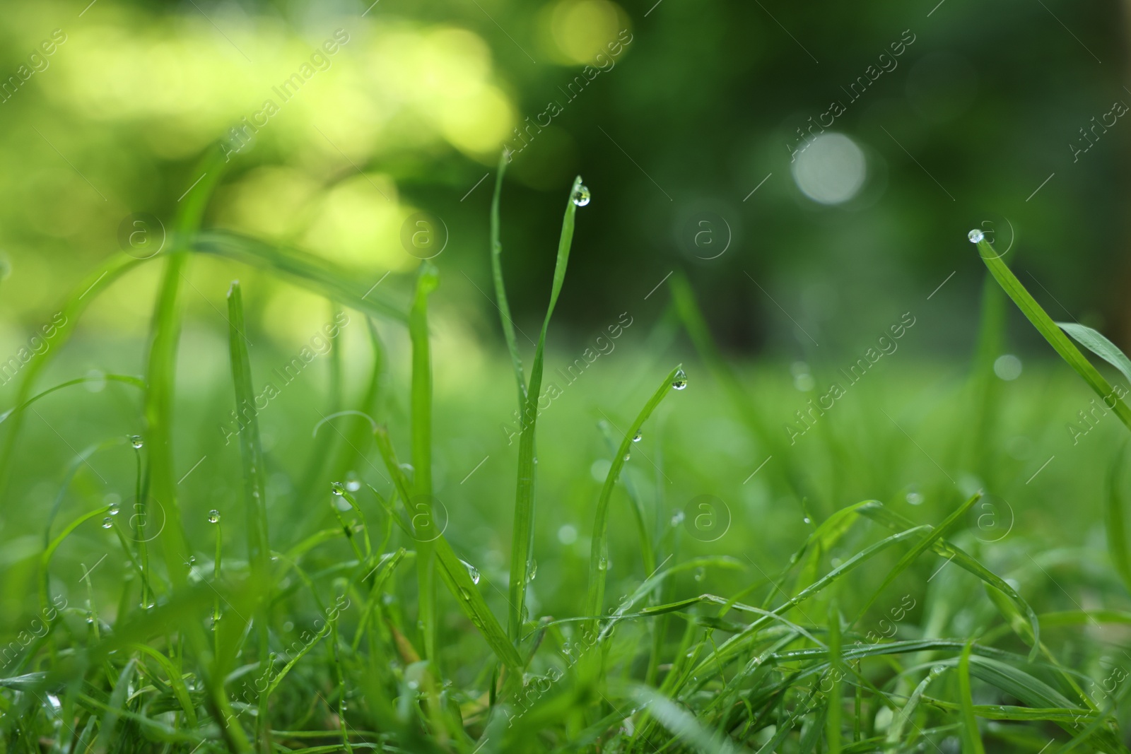 Photo of Fresh green grass with water drops growing outdoors in summer, closeup