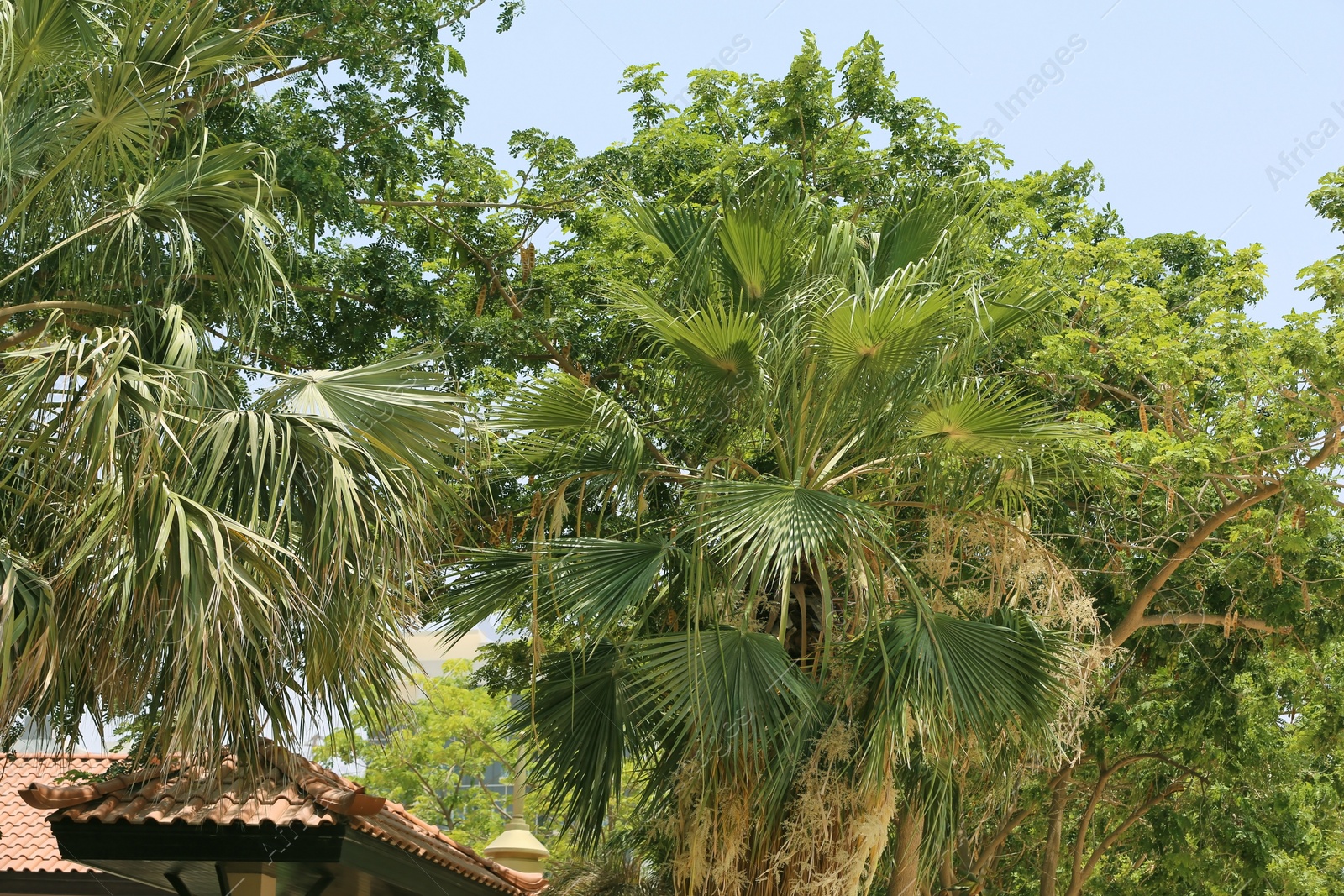 Photo of Green palms at tropical resort on sunny day