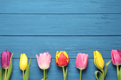Beautiful spring tulips on blue wooden table, flat lay. Space for text