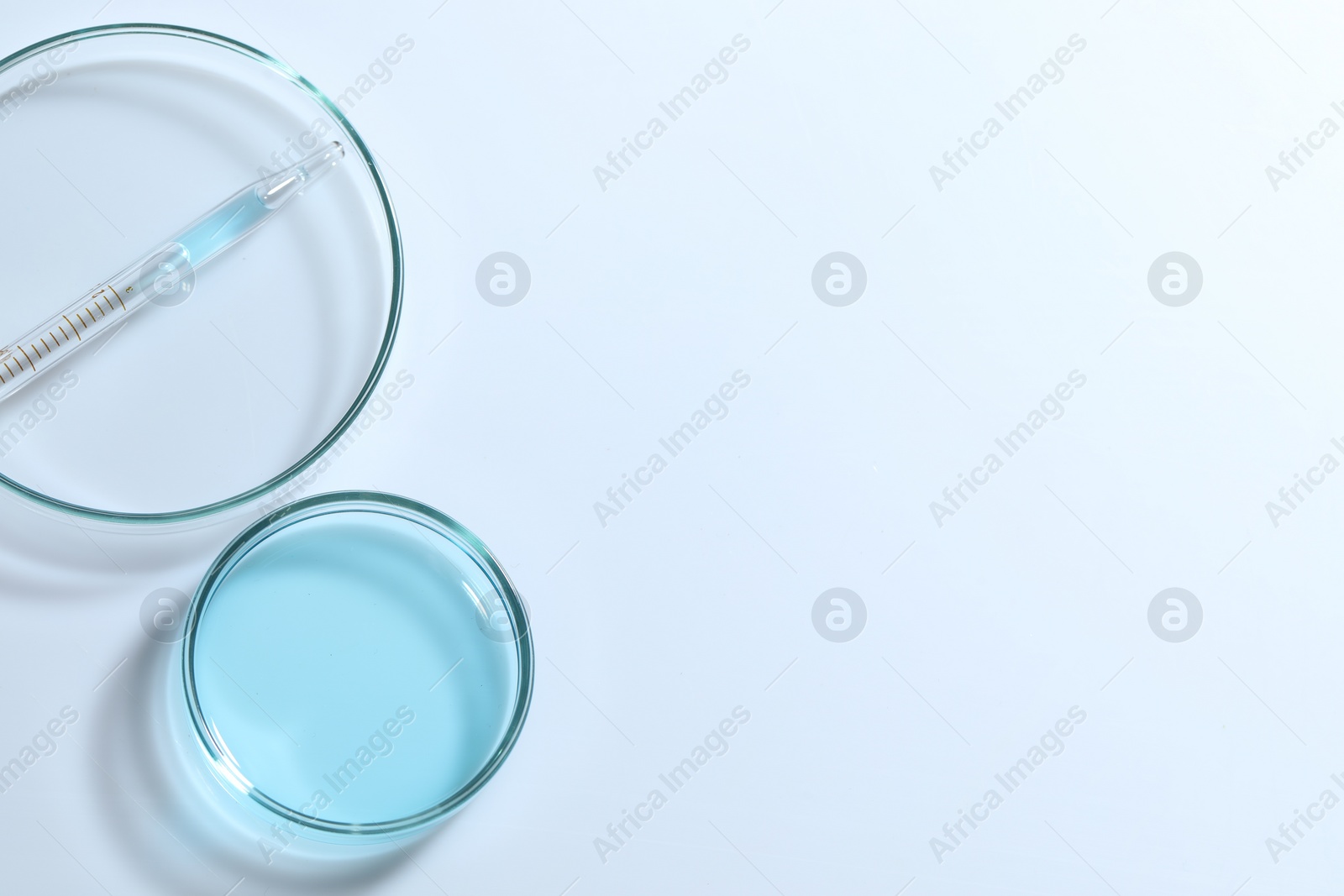 Photo of Pipette and petri dishes with liquid on white table, flat lay. Space for text