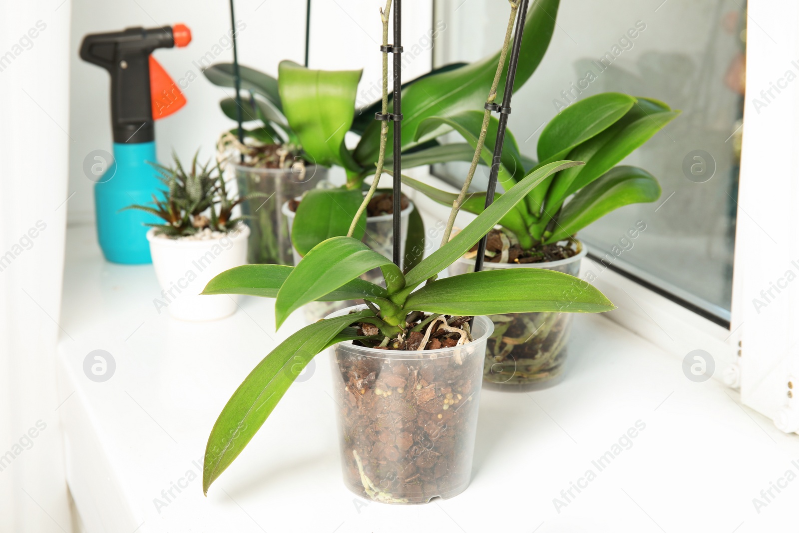 Photo of Pots with orchid plants on window sill