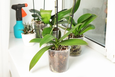 Photo of Pots with orchid plants on window sill