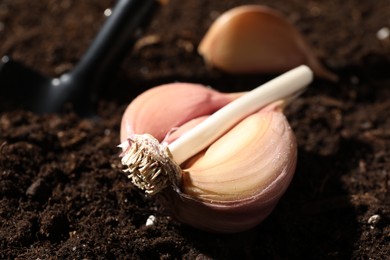 Photo of Garlic cloves on fertile soil, closeup. Vegetable planting
