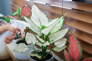 Woman spraying houseplant on windowsill at home, closeup