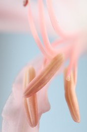 Beautiful pink Bowden flower on blurred background, macro view