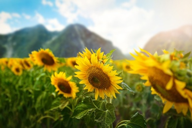 Image of Sunflower field near mountains under blue sky with clouds