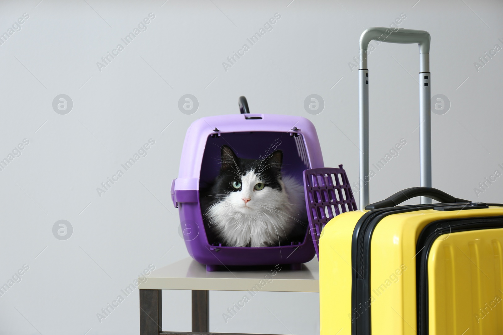 Photo of Cute cat sitting in pet carrier and suitcase on grey background