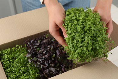 Woman with cardboard box of different fresh microgreens indoors, closeup