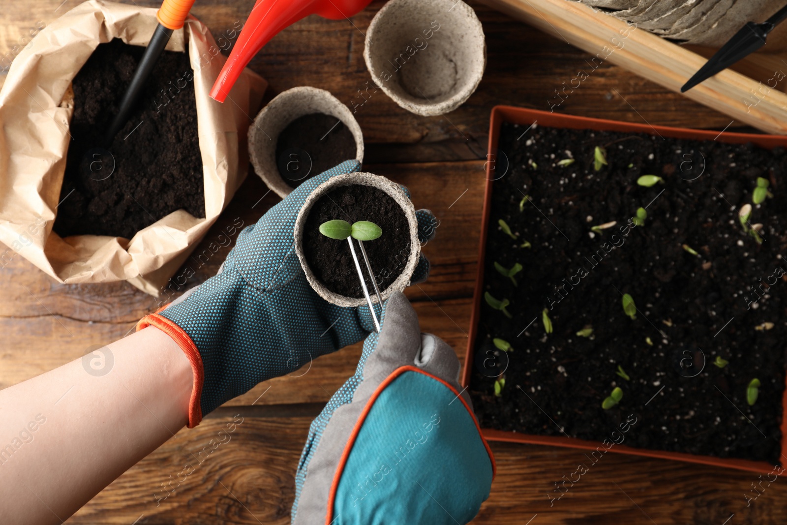 Photo of Person taking care of seedling at wooden table, top view