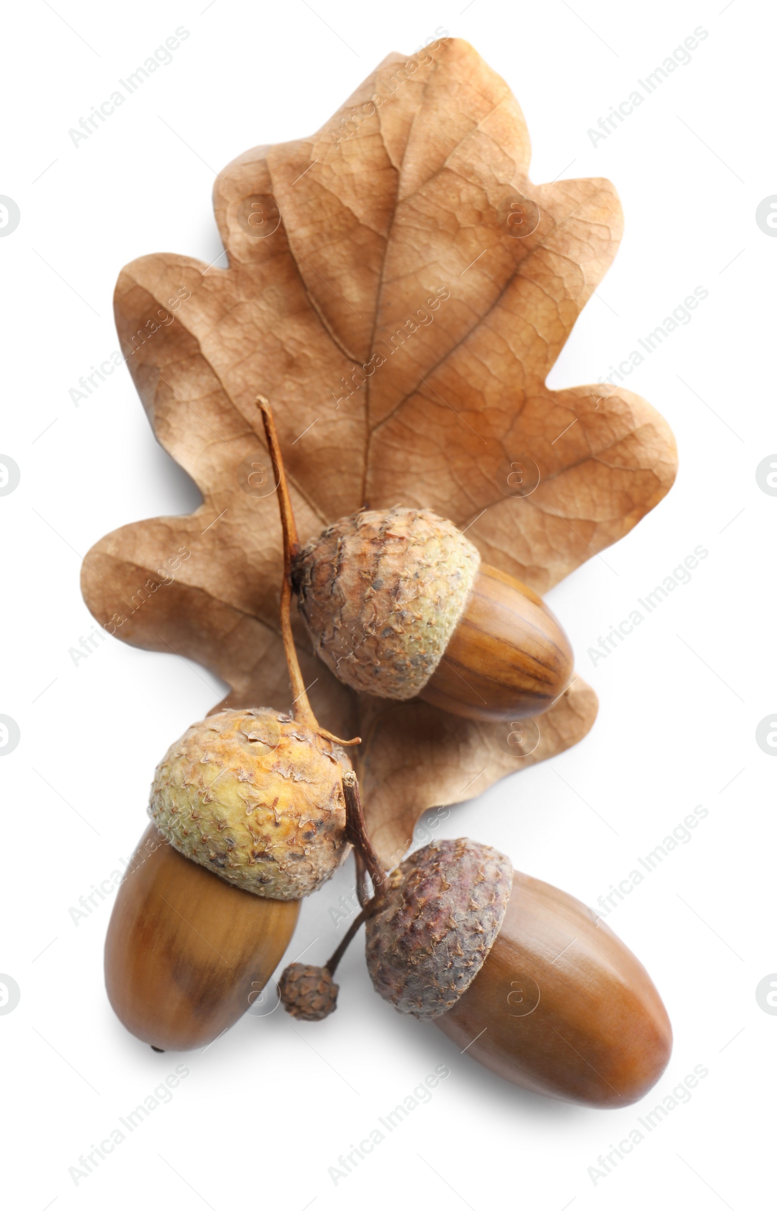 Photo of Acorns and oak leaf on white background, top view