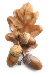 Acorns and oak leaf on white background, top view