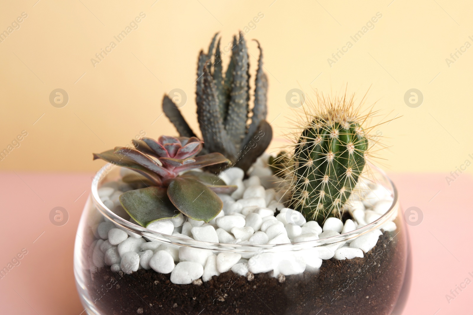 Photo of Glass florarium with different succulents on color background, closeup