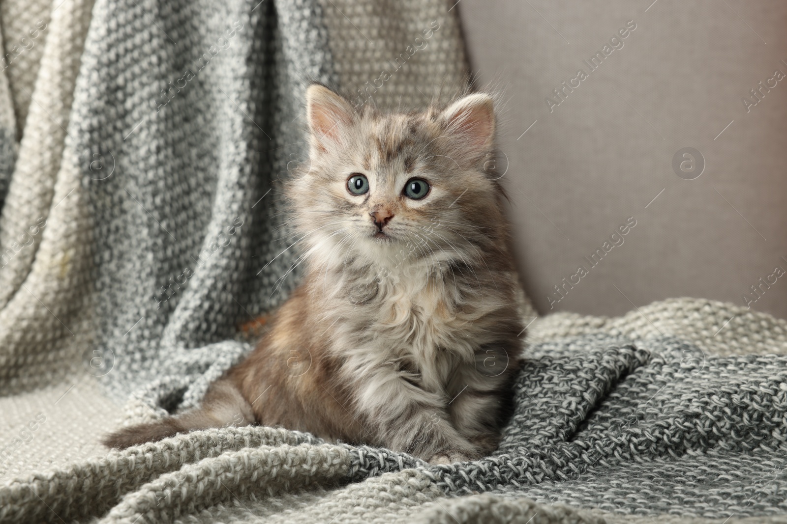 Photo of Cute kitten on knitted blanket. Baby animal