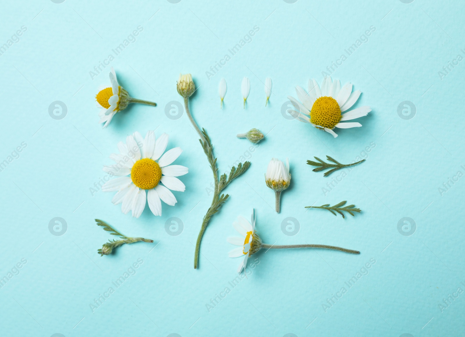 Photo of Flat lay composition with beautiful chamomiles on light blue background