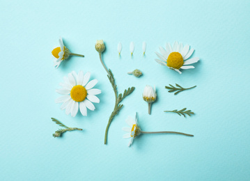 Flat lay composition with beautiful chamomiles on light blue background