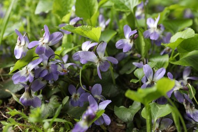 Photo of Beautiful wild violet flowers blooming outdoors. Spring wood