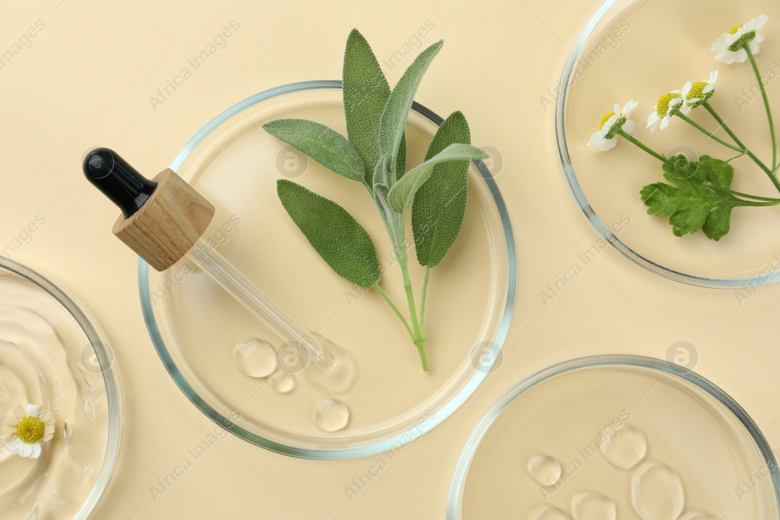 Photo of Flat lay composition with Petri dishes and plants on beige background